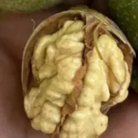 گردو کاغذی درجه  ۱