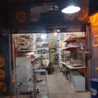 فروش انواع پرنده|پرنده|کرمان, |دیوار