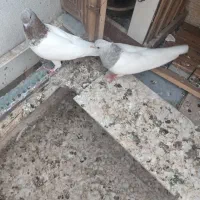 کفتر کله الماسی