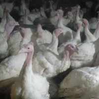 بیوتی سفید پرواری ۱۰ کیلو