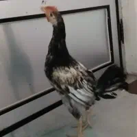 مرغ خروس محلی و گلین|حیوانات مزرعه|کردکوی, |دیوار