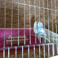 مرغ عشق و فنچ|پرنده|تبریز, |دیوار