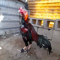 خروس|حیوانات مزرعه|میناب, |دیوار