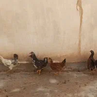 خروس|حیوانات مزرعه|گتوند, |دیوار