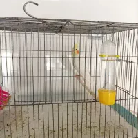 عروس هلندی