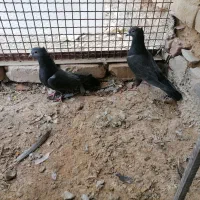 کبوتر کربلای وزاغ