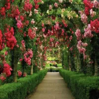 نمیتونی در اسکو باغ بخری شمارتو بفرست من باغ دارم