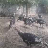 بوقلمون برنز نر و ماده