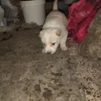 توله خراسانی