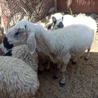 گوسفند زنده برای کشتن.و پرواری