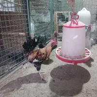 خروس گلین ریشو پنگوئنی چهل تاج|حیوانات مزرعه|ری, هاشمآباد|دیوار