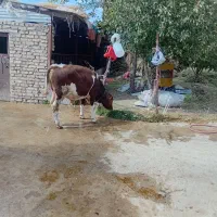 گوساله اصل سیمنتال|حیوانات مزرعه|ایجرود, |دیوار