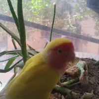 عروس هلندی وکوطوله