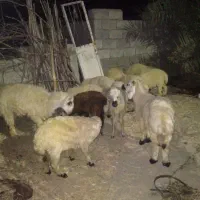 بره