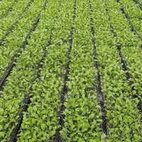 نشا بادمجان کلش موجود