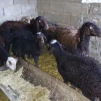 میش افشاری سرخ جوان