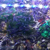 ماهی گوپی ،زینتی