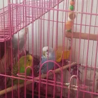 سه تا مرغ عشق تخم گذار