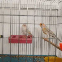 قناری توپاز