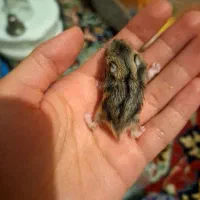 همستر کمپل و روبروفسکی|موش و خرگوش|ملایر, |دیوار