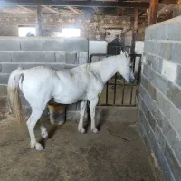 اسب فلابلا وپونی|اسب و تجهیزات اسب‌سواری|خمین, |دیوار