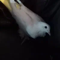 کبوتر دورح|پرنده|اردبیل, |دیوار