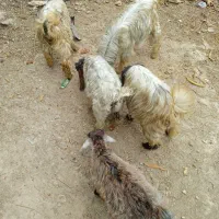 کهره