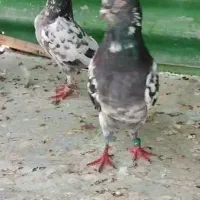 کبوتر تیدی پاکستانی|پرنده|سامان, |دیوار