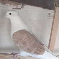 دوکت زردبدون غلط