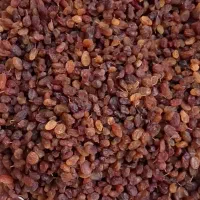 کشمش پلویی|خوردنی و آشامیدنی|فردیس, ثابتی|دیوار