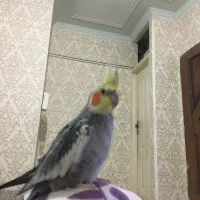 عروس هلندی