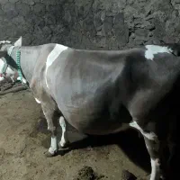 فروش گاو شیری سویسی|حیوانات مزرعه|کلاترزان, |دیوار