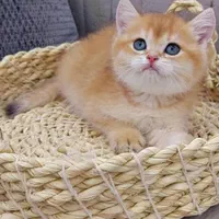 مجموعه گربههای زیبا و بغلی (پرشین اسکاتیش بریتیش)|گربه|اهواز, کیانپارس |دیوار