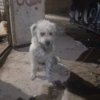 سگ پشمالو|سگ|اهواز, عین ۲|دیوار