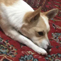 گم شده سگ|سگ|خوی, |دیوار