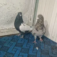 کبوتر و قناری|پرنده|کرمان, |دیوار