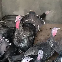 فروش بوقلمون برنز و بوربون برای باغ یا گردشگری|حیوانات مزرعه|مشهد, هنرستان|دیوار