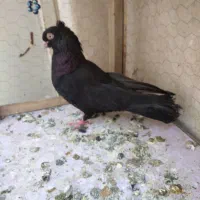 کفتر سیاه آبادانی