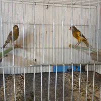 فروش دو عدد قناری