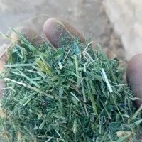 *کاه یونجه پرس خوراک گاو در حد لالیگا*