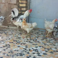 خروس و مرغ تخم گذار و جوجه