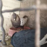 نرو ماده بهبهانی|پرنده|شیراز, عادل آباد|دیوار