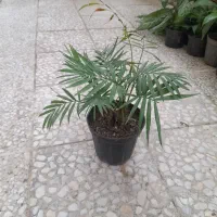 گل و گیاه،گل شامادورا فقط ۶۰ تومن
