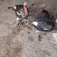 3 عدد بوقلمون نر و ماده|حیوانات مزرعه|اندیمشک, |دیوار