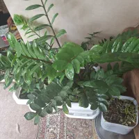 گل و گیاه