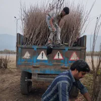 نهال های با کیفیت و لیبل دار اصلاح شده