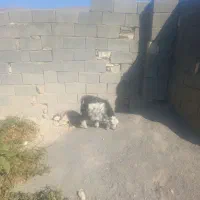 فروش ۱راس بزغاله نر|حیوانات مزرعه|ملکشاهی, |دیوار