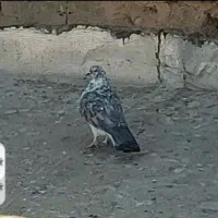 کفتر۳تا|پرنده|قم, آزادگان|دیوار