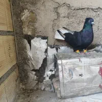 زیل دمسفید نر پرنده و جفتی