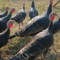 فروش بوقلمون ۶ ماهه